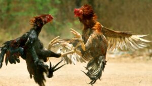 แทงไก่ชน