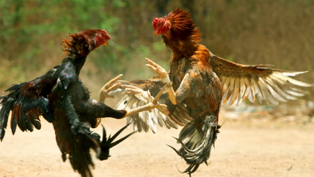 แทงไก่ชน